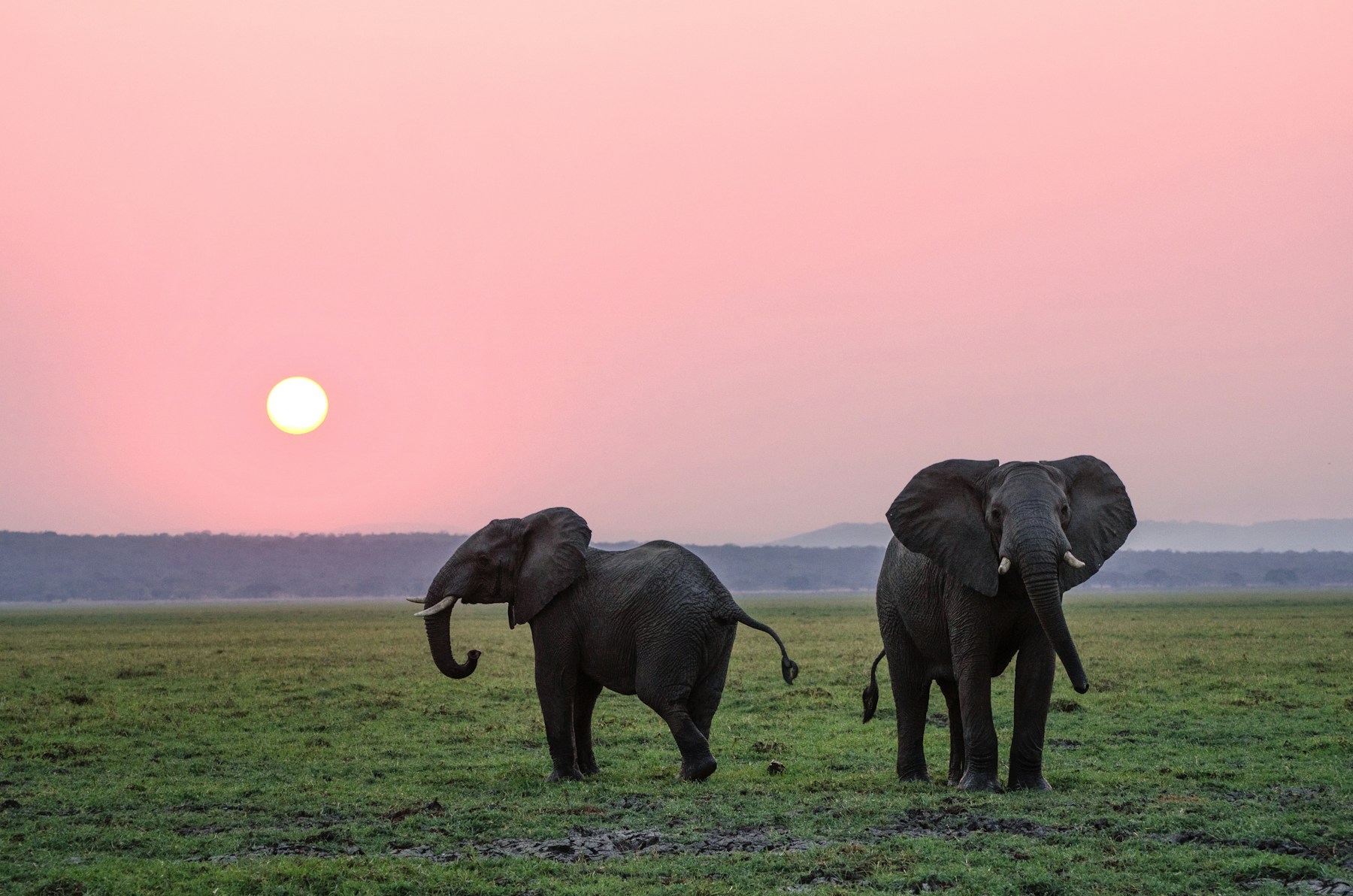 Olifanten op de Afrikaanse savanne bij zonsondergang